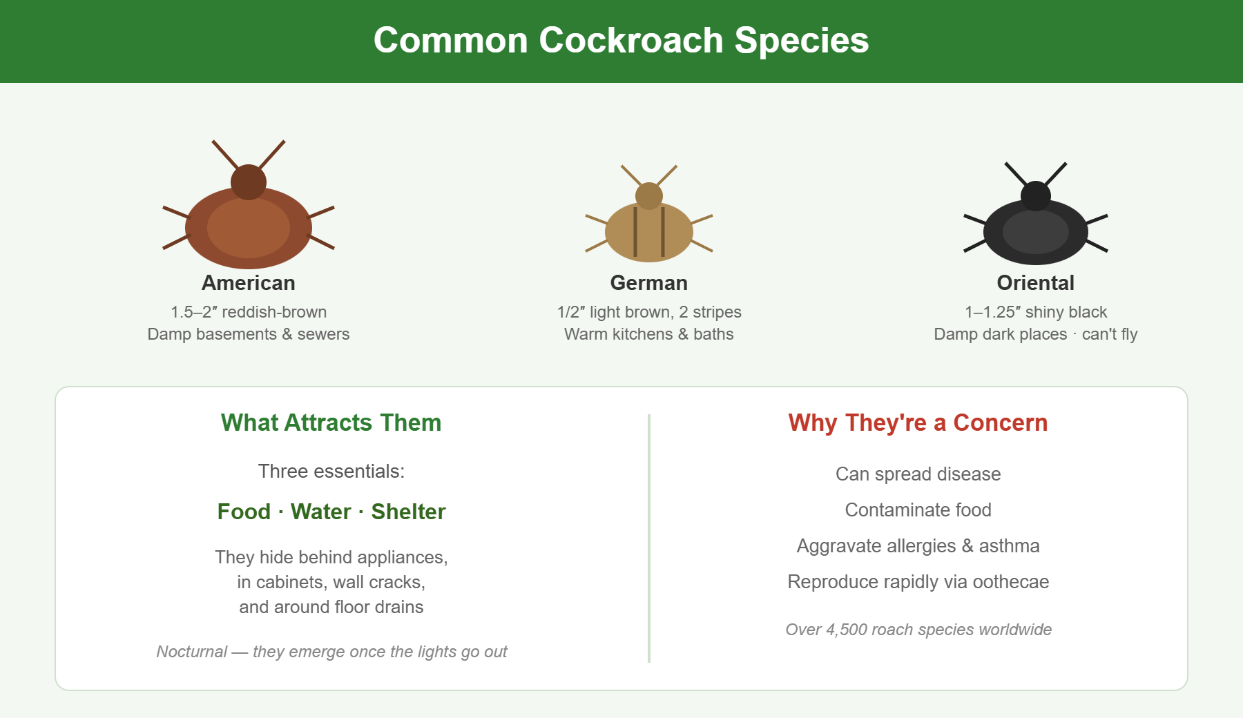 Common cockroach species infographic