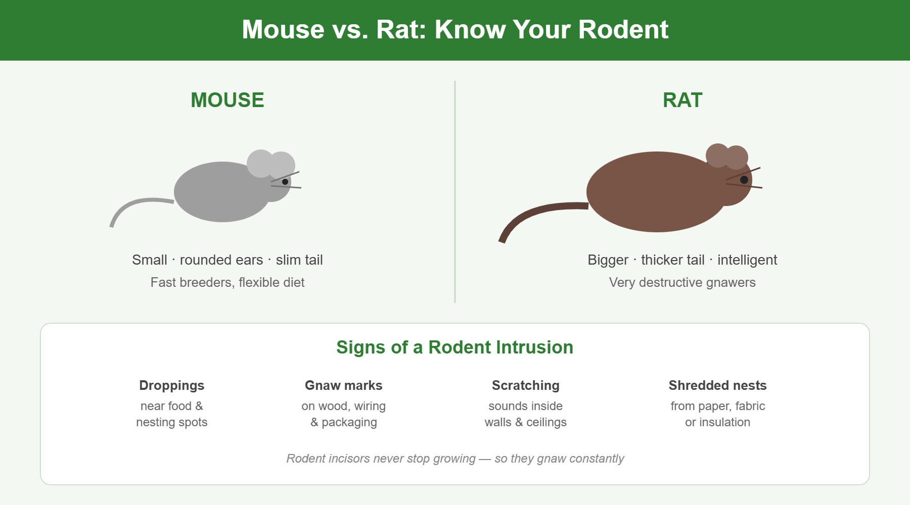 Mouse vs rat identification infographic